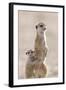 Meerkat (Suricata suricatta) adult, alert sentinel, with baby, Kalahari-Andrew Forsyth-Framed Photographic Print