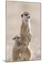 Meerkat (Suricata suricatta) adult, alert sentinel, with baby, Kalahari-Andrew Forsyth-Mounted Photographic Print