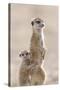 Meerkat (Suricata suricatta) adult, alert sentinel, with baby, Kalahari-Andrew Forsyth-Stretched Canvas