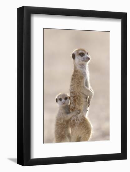 Meerkat (Suricata suricatta) adult, alert sentinel, with baby, Kalahari-Andrew Forsyth-Framed Photographic Print