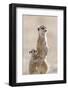 Meerkat (Suricata suricatta) adult, alert sentinel, with baby, Kalahari-Andrew Forsyth-Framed Photographic Print