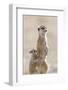 Meerkat (Suricata suricatta) adult, alert sentinel, with baby, Kalahari-Andrew Forsyth-Framed Photographic Print