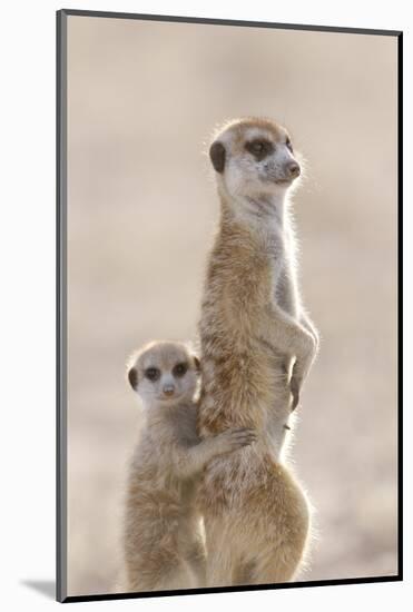 Meerkat (Suricata suricatta) adult, alert sentinel, with baby, Kalahari-Andrew Forsyth-Mounted Photographic Print