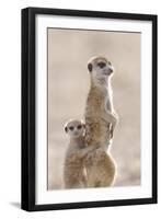 Meerkat (Suricata suricatta) adult, alert sentinel, with baby, Kalahari-Andrew Forsyth-Framed Photographic Print