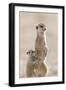 Meerkat (Suricata suricatta) adult, alert sentinel, with baby, Kalahari-Andrew Forsyth-Framed Photographic Print