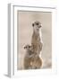 Meerkat (Suricata suricatta) adult, alert sentinel, with baby, Kalahari-Andrew Forsyth-Framed Photographic Print