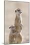 Meerkat (Suricata suricatta) adult, alert sentinel, with baby, Kalahari-Andrew Forsyth-Mounted Photographic Print