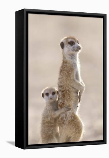 Meerkat (Suricata suricatta) adult, alert sentinel, with baby, Kalahari-Andrew Forsyth-Framed Stretched Canvas