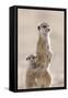 Meerkat (Suricata suricatta) adult, alert sentinel, with baby, Kalahari-Andrew Forsyth-Framed Stretched Canvas