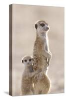 Meerkat (Suricata suricatta) adult, alert sentinel, with baby, Kalahari-Andrew Forsyth-Stretched Canvas