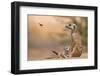 Meerkat (Suricata suricatta) adult 'baby-sitter' with young, South Africa-Shem Compion-Framed Premium Photographic Print