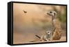 Meerkat (Suricata suricatta) adult 'baby-sitter' with young, South Africa-Shem Compion-Framed Stretched Canvas