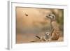 Meerkat (Suricata suricatta) adult 'baby-sitter' with young, South Africa-Shem Compion-Framed Photographic Print