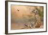 Meerkat (Suricata suricatta) adult 'baby-sitter' with young, South Africa-Shem Compion-Framed Photographic Print