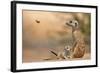 Meerkat (Suricata suricatta) adult 'baby-sitter' with young, South Africa-Shem Compion-Framed Photographic Print