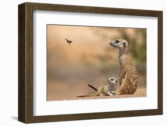 Meerkat (Suricata suricatta) adult 'baby-sitter' with young, South Africa-Shem Compion-Framed Photographic Print