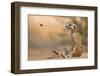 Meerkat (Suricata suricatta) adult 'baby-sitter' with young, South Africa-Shem Compion-Framed Photographic Print