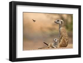 Meerkat (Suricata suricatta) adult 'baby-sitter' with young, South Africa-Shem Compion-Framed Photographic Print