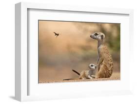 Meerkat (Suricata suricatta) adult 'baby-sitter' with young, South Africa-Shem Compion-Framed Photographic Print