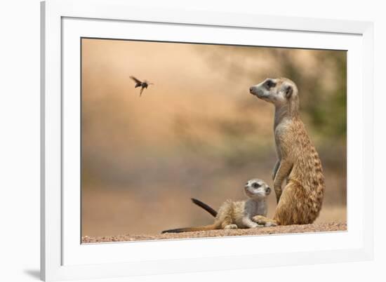 Meerkat (Suricata suricatta) adult 'baby-sitter' with young, South Africa-Shem Compion-Framed Photographic Print