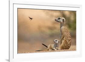 Meerkat (Suricata suricatta) adult 'baby-sitter' with young, South Africa-Shem Compion-Framed Photographic Print