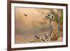 Meerkat (Suricata suricatta) adult 'baby-sitter' with young, South Africa-Shem Compion-Framed Photographic Print