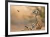 Meerkat (Suricata suricatta) adult 'baby-sitter' with young, South Africa-Shem Compion-Framed Photographic Print