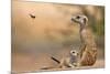 Meerkat (Suricata suricatta) adult 'baby-sitter' with young, South Africa-Shem Compion-Mounted Photographic Print