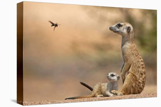 Meerkat (Suricata suricatta) adult 'baby-sitter' with young, South Africa-Shem Compion-Stretched Canvas