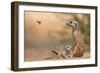 Meerkat (Suricata suricatta) adult 'baby-sitter' with young, South Africa-Shem Compion-Framed Photographic Print