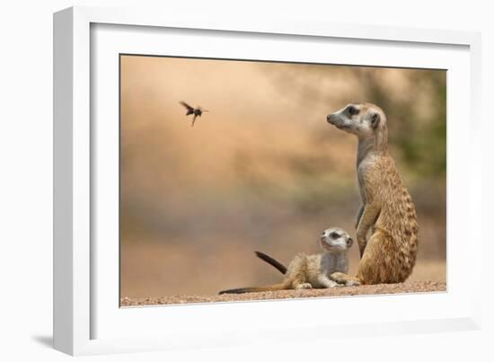 Meerkat (Suricata suricatta) adult 'baby-sitter' with young, South Africa-Shem Compion-Framed Photographic Print