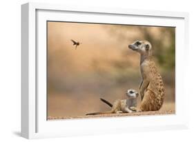 Meerkat (Suricata suricatta) adult 'baby-sitter' with young, South Africa-Shem Compion-Framed Photographic Print