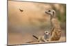 Meerkat (Suricata suricatta) adult 'baby-sitter' with young, South Africa-Shem Compion-Mounted Photographic Print