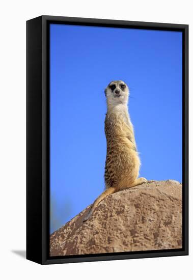 Meerkat (Suricata suricatta) adult, on lookout, Little Karoo, Western Cape-Jurgen & Christine Sohns-Framed Stretched Canvas