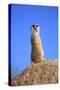 Meerkat (Suricata suricatta) adult, on lookout, Little Karoo, Western Cape-Jurgen & Christine Sohns-Stretched Canvas