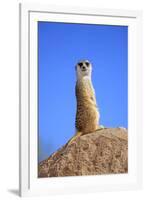 Meerkat (Suricata suricatta) adult, on lookout, Little Karoo, Western Cape-Jurgen & Christine Sohns-Framed Photographic Print