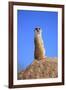 Meerkat (Suricata suricatta) adult, on lookout, Little Karoo, Western Cape-Jurgen & Christine Sohns-Framed Photographic Print