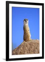 Meerkat (Suricata suricatta) adult, on lookout, Little Karoo, Western Cape-Jurgen & Christine Sohns-Framed Photographic Print