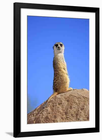 Meerkat (Suricata suricatta) adult, on lookout, Little Karoo, Western Cape-Jurgen & Christine Sohns-Framed Photographic Print