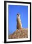 Meerkat (Suricata suricatta) adult, on lookout, Little Karoo, Western Cape-Jurgen & Christine Sohns-Framed Photographic Print