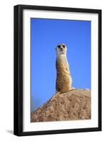 Meerkat (Suricata suricatta) adult, on lookout, Little Karoo, Western Cape-Jurgen & Christine Sohns-Framed Photographic Print