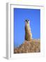 Meerkat (Suricata suricatta) adult, on lookout, Little Karoo, Western Cape-Jurgen & Christine Sohns-Framed Photographic Print