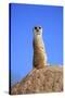 Meerkat (Suricata suricatta) adult, on lookout, Little Karoo, Western Cape-Jurgen & Christine Sohns-Stretched Canvas