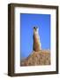 Meerkat (Suricata suricatta) adult, on lookout, Little Karoo, Western Cape-Jurgen & Christine Sohns-Framed Photographic Print