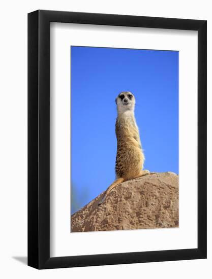 Meerkat (Suricata suricatta) adult, on lookout, Little Karoo, Western Cape-Jurgen & Christine Sohns-Framed Photographic Print