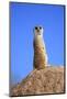 Meerkat (Suricata suricatta) adult, on lookout, Little Karoo, Western Cape-Jurgen & Christine Sohns-Mounted Photographic Print