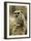 Meerkat (Suricata suricatta) adult pair, hugging (captive)-Jurgen & Christine Sohns-Framed Photographic Print