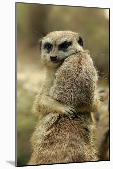 Meerkat (Suricata suricatta) adult pair, hugging (captive)-Jurgen & Christine Sohns-Mounted Photographic Print