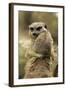 Meerkat (Suricata suricatta) adult pair, hugging (captive)-Jurgen & Christine Sohns-Framed Photographic Print