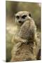 Meerkat (Suricata suricatta) adult pair, hugging (captive)-Jurgen & Christine Sohns-Mounted Photographic Print